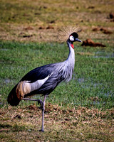 Kenya_Jul232019_0247
