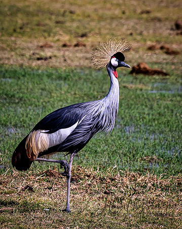 Kenya_Jul232019_0247