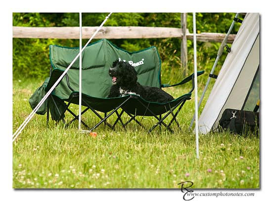 Dogs 6122010_3476 copy