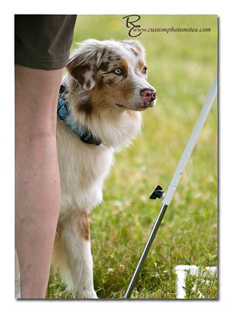 Dogs 6122010_3518 copy
