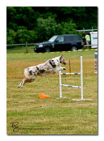 Dogs 6122010_3527 copy