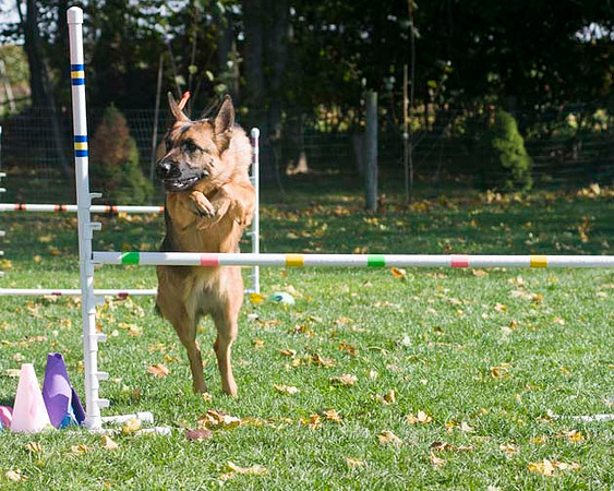 AllfurfunAgility 103010_0009