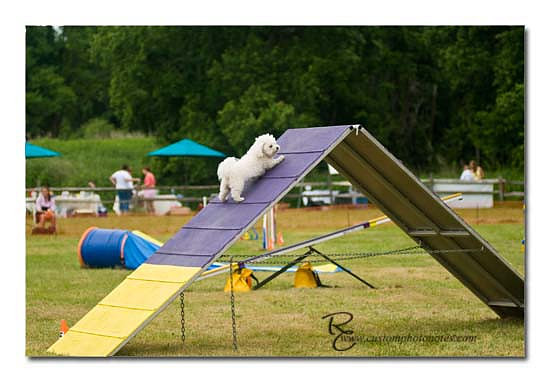 Dogs 6122010_3548 copy