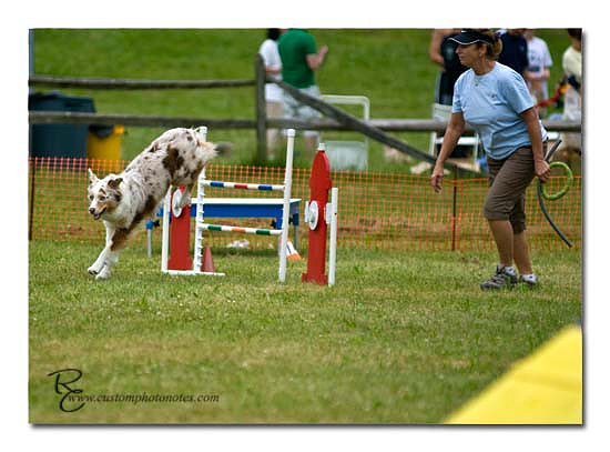 Dogs 6122010_3524 copy