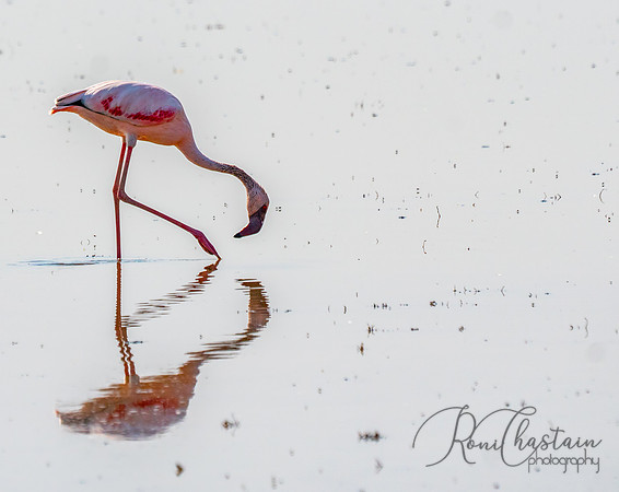 Kenya_Jul222019_4095