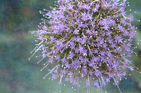 2014-07-23_14-24-29 M=B R=50 S=6