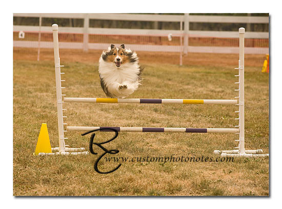 _RMC1441 copy