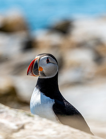 PUFFINS, MAINE 2025_0340