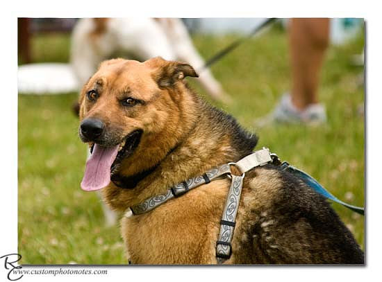 Dogs 6122010_3473 copy