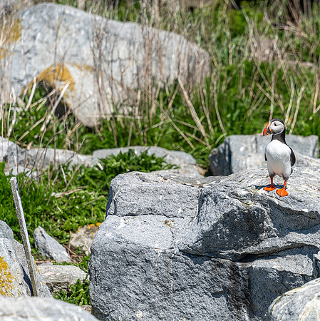 PUFFINS, MAINE 2025_0503