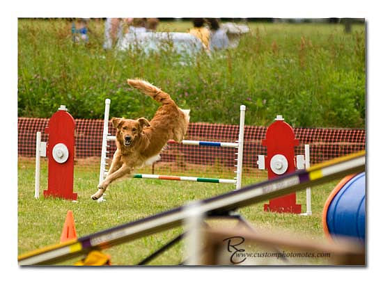 Dogs 6122010_3497 copy
