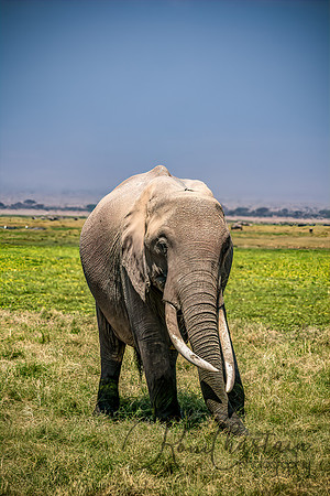 Kenya_Jul242019_0895