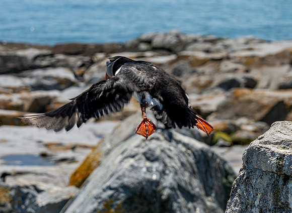 PUFFINS, MAINE 2025_0492