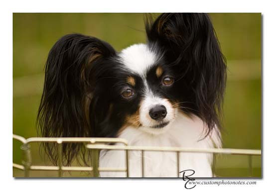 Dogs 6122010_3507 copy