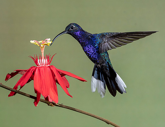 CostaRica_102018_0193