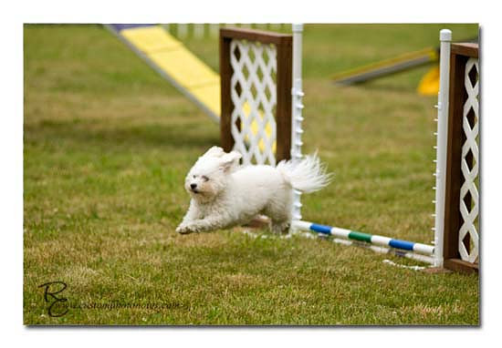 Dogs 6122010_3539 copy