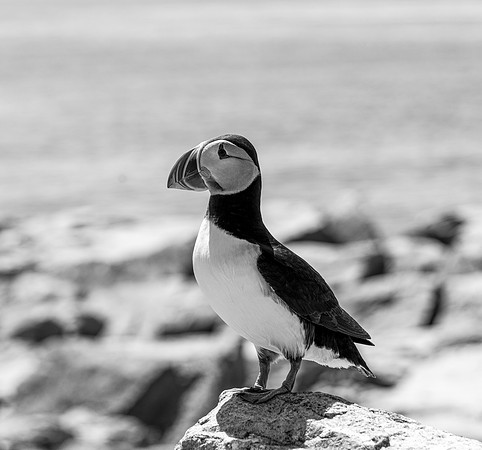 PUFFINS, MAINE 2025_0349