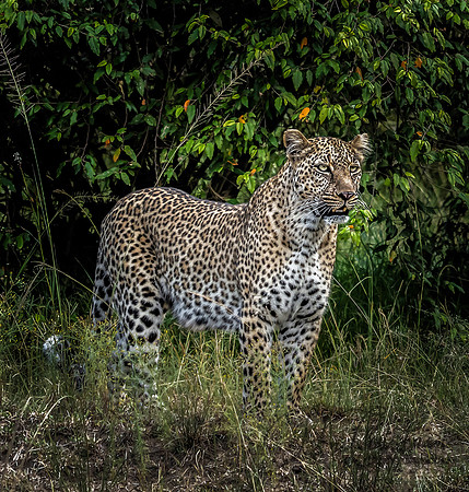 Kenya_Jul272019_4938